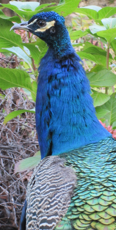 Peacock 1 at Ilhamur Kasrı 400x781