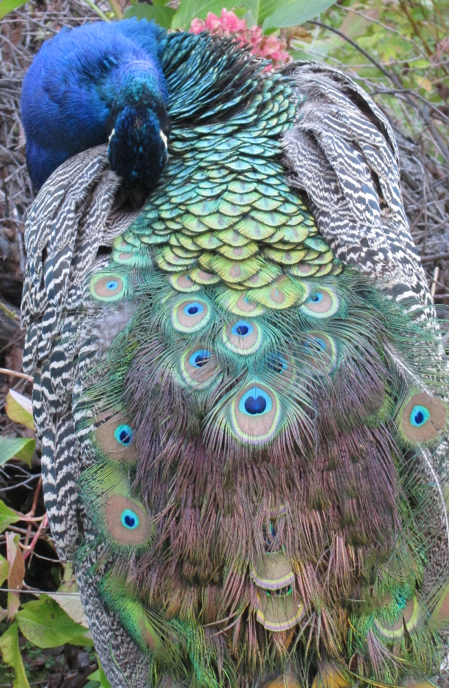 Peacock 2 at Ilhamur Kasrı 653x1000